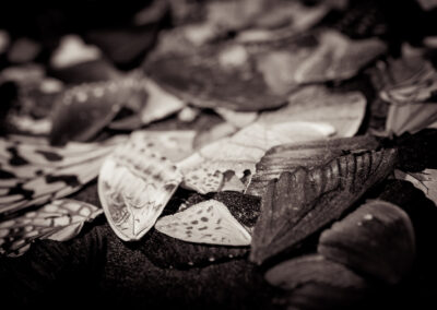 Butterfly wings will soon be used as additional decoration elements in my watches. Photo by Valdorama Media.